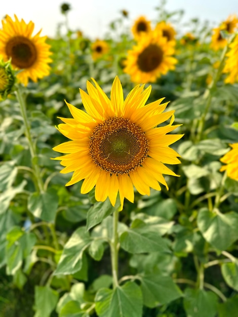 Un champ de tournesols avec des feuilles vertes et un centre jaune