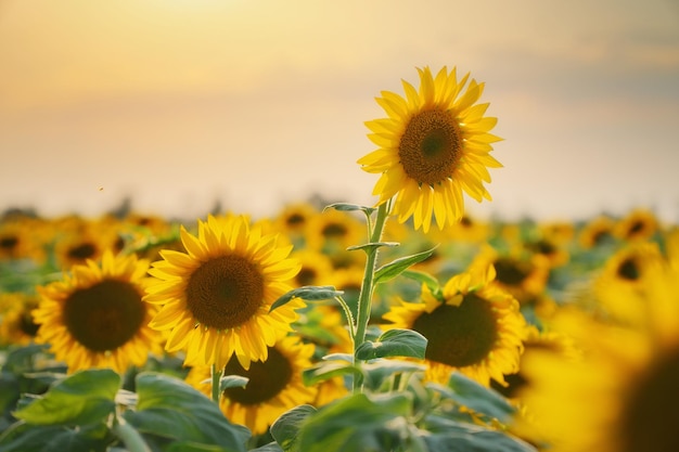 Champ de tournesols en fleurs au coucher du soleil