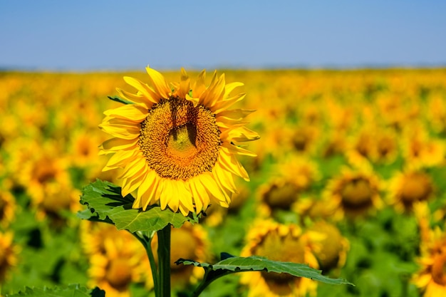 Champ des tournesols en fleurs au paysage rural d'été