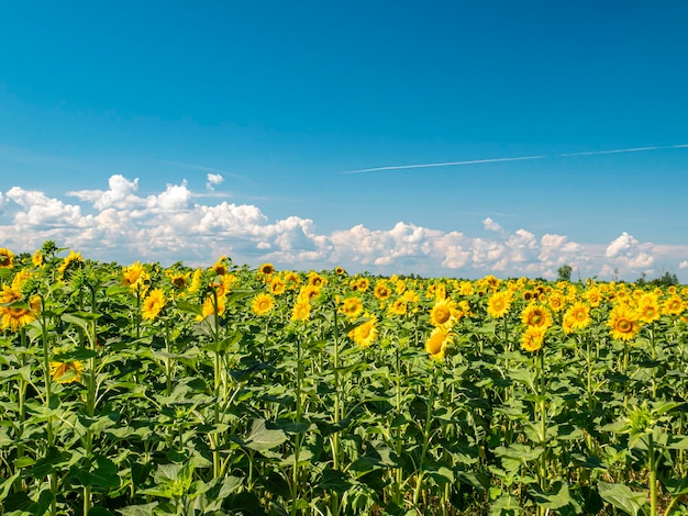 Champ de tournesols en fleurs contre le ciel bleu