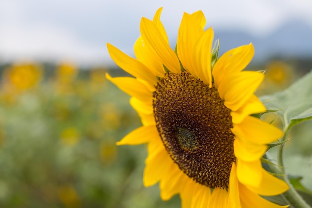 Champ de tournesols en fleurs en été