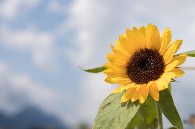 Champ de tournesols en fleurs en été