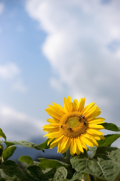 Champ de tournesols en fleurs en été