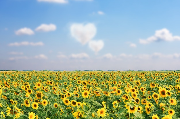 Champ De Tournesols En Fleurs Sur Un Fond De Ciel Bleu