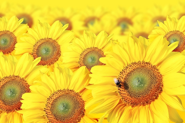 Champ de tournesols en fleurs sur un fond de ciel bleu