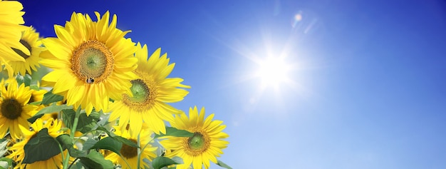 Champ de tournesols en fleurs sur un fond de ciel bleu