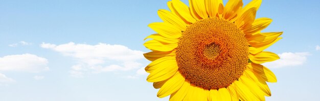 Champ de tournesols en fleurs sur un fond de ciel bleu