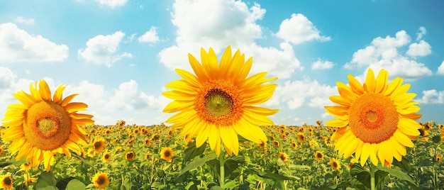 Champ de tournesols en fleurs sur un fond de ciel bleu