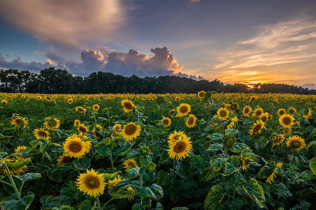 Champ de tournesols en fleurs sur fond de coucher de soleil Beau paysage d'été