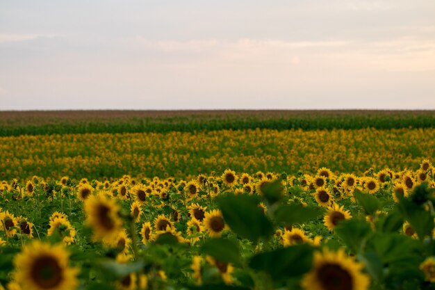 Champ de tournesols en fleurs sur fond coucher de soleil.