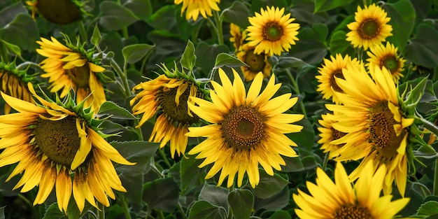 Champ de tournesols en fleurs sur fond de coucher de soleil