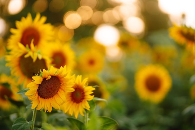 Champ de tournesols en fleurs Fond de fleurs biologiques et naturelles