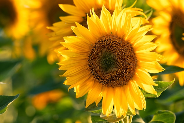 Un champ de tournesols en fleurs gros plan de fleurs de tournesol lumineux