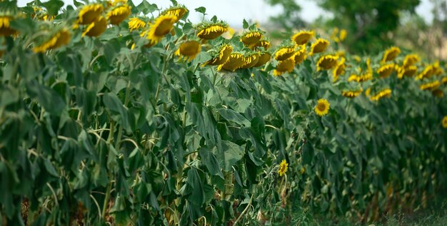 Champ avec des tournesols en fleurs un jour d'été, une rangée de plantes