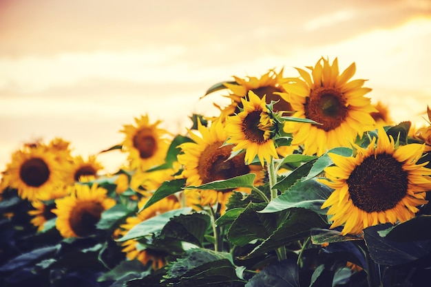 Champ de tournesols en fleurs nature mise au point sélective