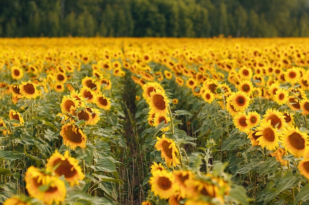 Champ de tournesols en fleurs. Source d'huile de tournesol.