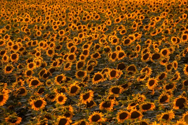 Champ de tournesols en fleurs sur une surface