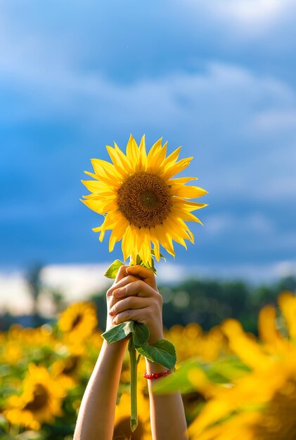 Champ de tournesols en fleurs en Ukraine Mise au point sélective