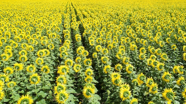 Champ avec des tournesols en fleurs Vue aérienne en plein air