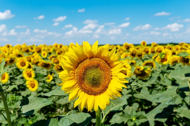 Champ de tournesols sur le fond de ciel bleu