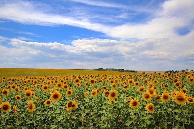 Champ de tournesols sur fond de ciel bleu