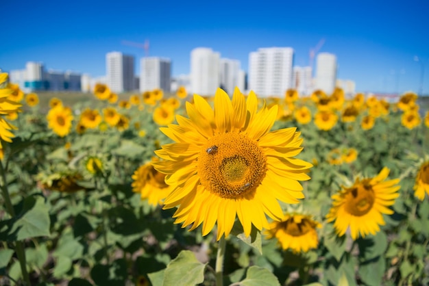 Champ de tournesols en gros plan à la périphérie de la ville par temps clair