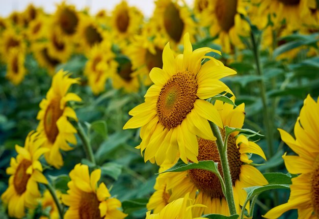 Champ de tournesols Helianthus