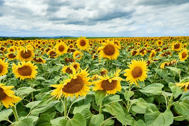 Champ avec tournesols jaune vif.