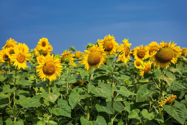 Le champ des tournesols jaunes en fleurs