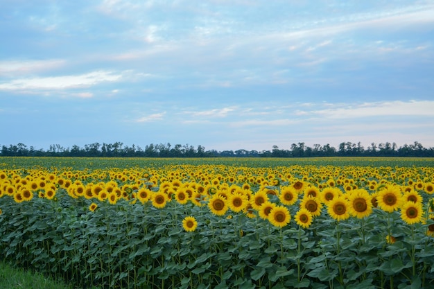 Photo un champ avec des tournesols jaunes sur un fond de ciel avec des nuages tôt le matin