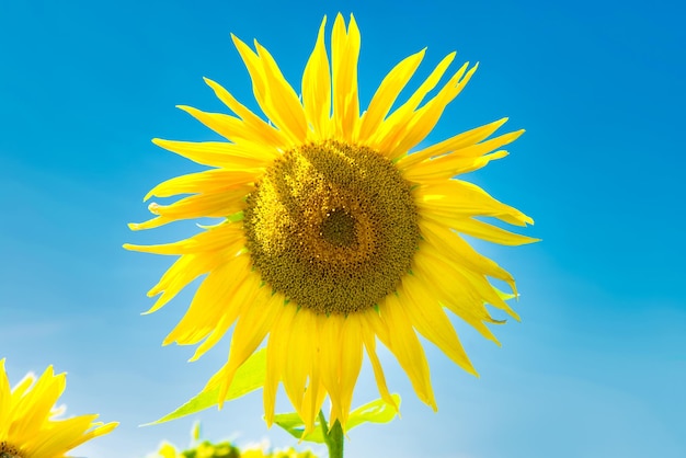 Champ de tournesols jaunes