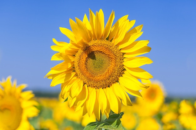 Champ de tournesols jaunes