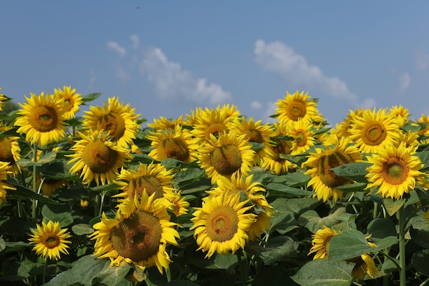 Champ avec tournesols jaunes