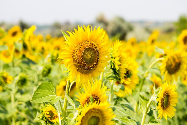 Champ avec des tournesols. Jeune tournesol