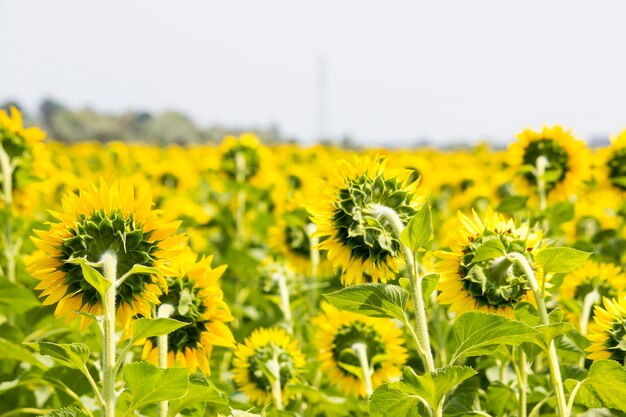 Champ avec des tournesols. Jeune tournesol