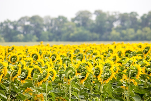 Champ avec des tournesols. Jeune tournesol