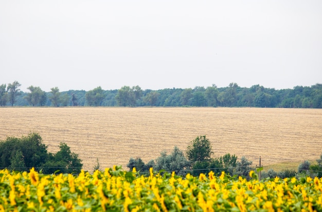 Champ avec des tournesols. Jeune tournesol