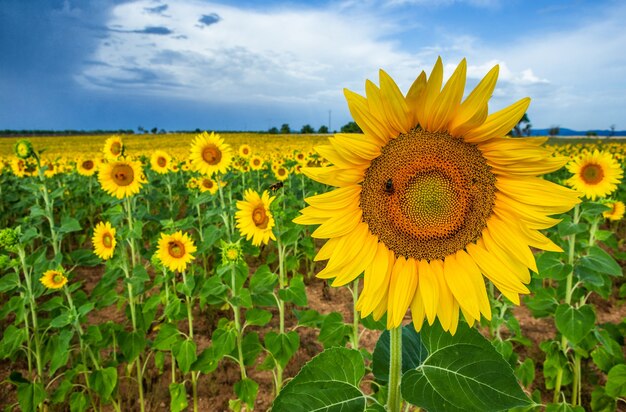 Un champ de tournesols sur une journée d'été ensoleillée