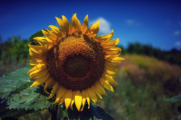 Champ de tournesols en journée d'été