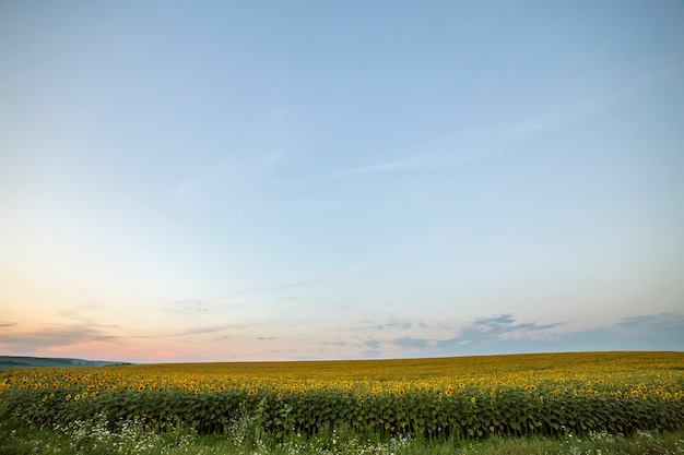 Photo champ de tournesols mûrs floraison jaune vif.