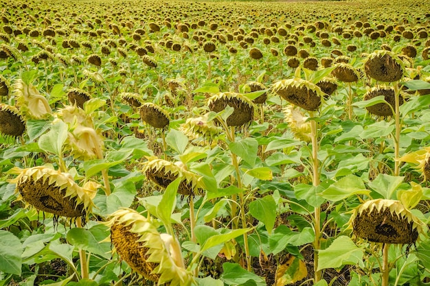 Un champ de tournesols mûrs et jaunes un jour d'été