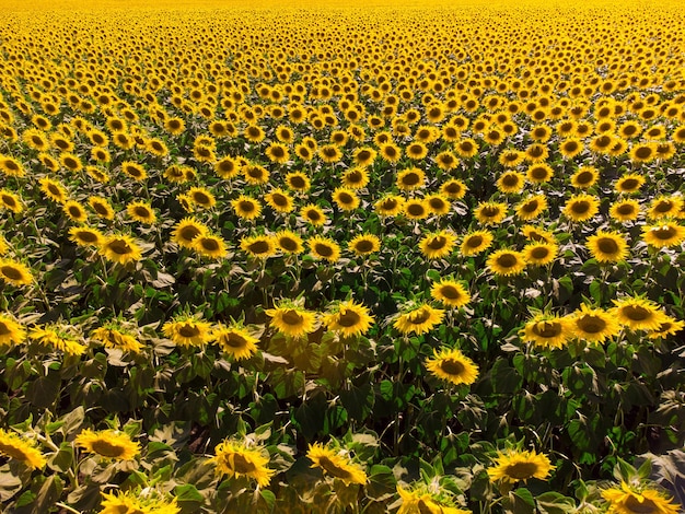 Champ de tournesols mûrs Vue aérienne