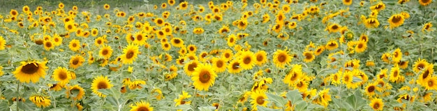 Champ de tournesols Nature paysage