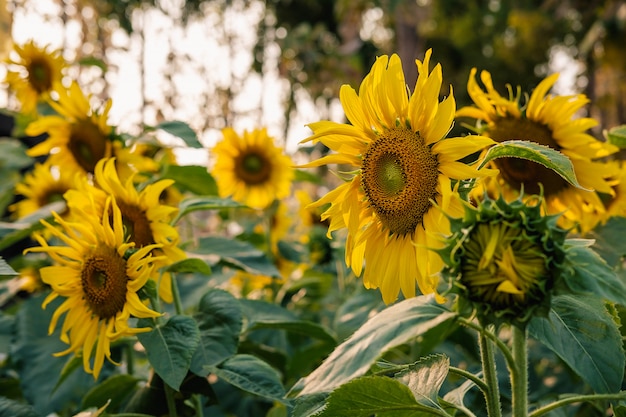 Champ de tournesols nature