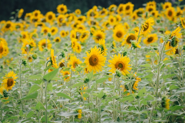 Champ de tournesols par temps nuageux