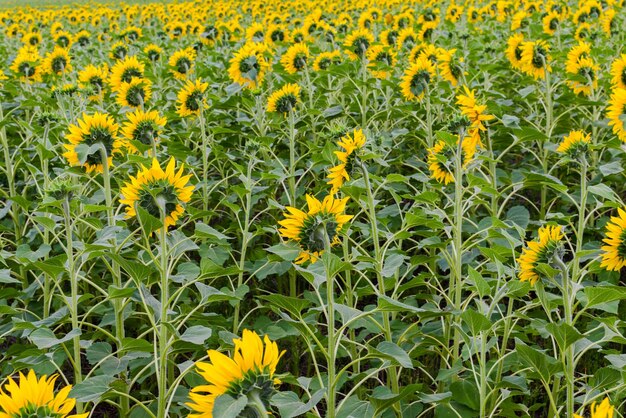 Champ de tournesols photographié de dosPendant la journée