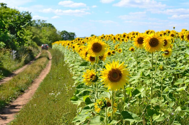 Un champ de tournesols avec route de campagne allant à l'horizon avec forêt et ciel bleu