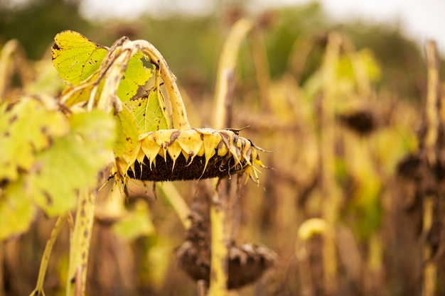 Champ de tournesols secs mûris. Le moment de la récolte des graines.