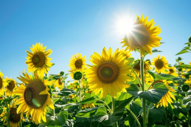 Un champ de tournesols avec le soleil brillant sur eux