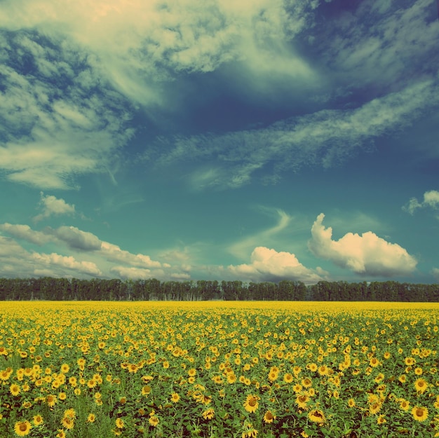 Champ de tournesols style rétro vintage